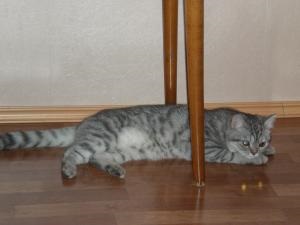 Fotózás macskák otthon, Perm