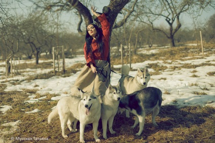 Photosession cu husky - un fotograf în Moscova