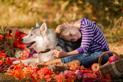 Photosession cu husky - un fotograf în Moscova