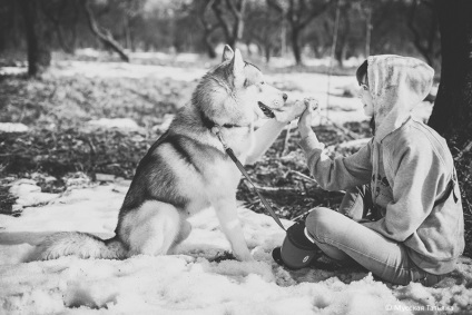 Photosession cu husky - un fotograf în Moscova