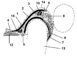 Anatomia funcțională a articulației temporomandibulare în aspectul vârstei