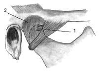 Anatomia funcțională a articulației temporomandibulare în aspectul vârstei