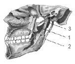 Anatomia funcțională a articulației temporomandibulare în aspectul vârstei