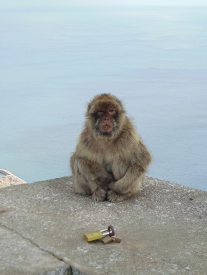 Gibraltar - strâmtoarea și țara într-o singură zi, totul despre turism și recreere