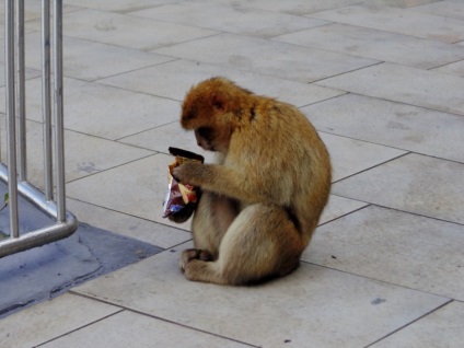 Gibraltar - strâmtoarea și țara într-o singură zi, totul despre turism și recreere