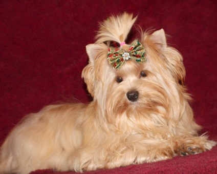 Goldard Yorkshire Terrier