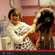 Îngrijirea Leonberger-ului, secretele îngrijirii la domiciliu