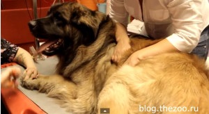 A Leonberger ápolását, az otthoni ápolás titkait