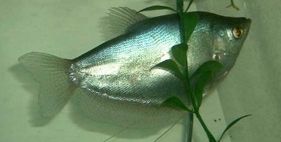 Gourami distinge femela de bărbat