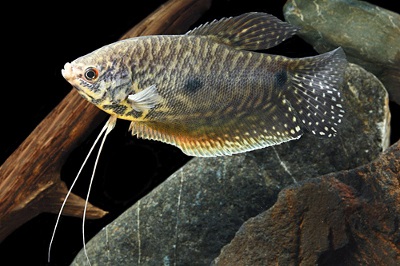 Gourami megkülönbözteti a nőt a férfiaktól