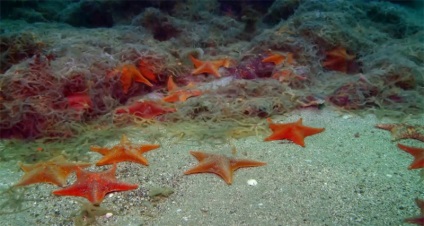 Fapte interesante despre stelele mării, vivareit