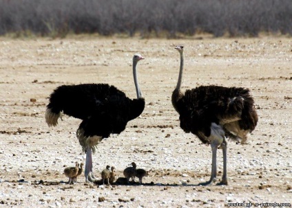 Interesant despre struți - 30 fotografii - poze - photo world of nature