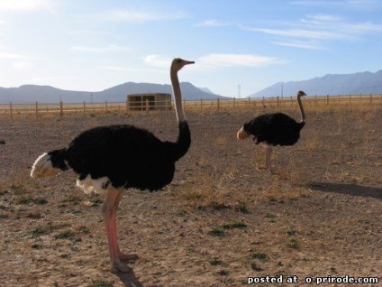 Interesant despre struți - 30 fotografii - poze - photo world of nature