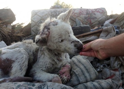 Povestea salvării husky-ului în Los Angeles - vegan