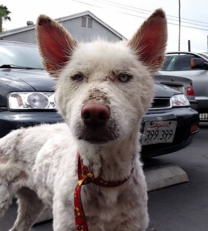 Povestea salvării husky-ului în Los Angeles - vegan