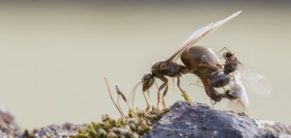 Hogyan lehet megszabadulni a hangyák a helyszínen