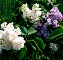 Cum să crească un buchet de liliac dintr-un buchet - un rezident de vară