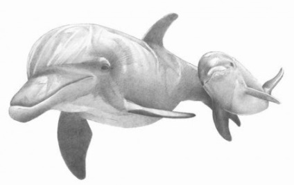 Hogyan kell rajzolni egy delfint a ceruzával lépésről lépésre