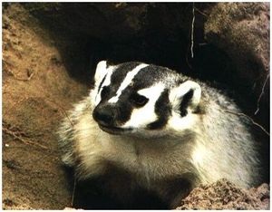 Cum să găsești casa unui badger - supraviețuire în situații sălbatice și extreme