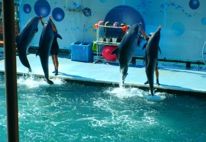 Care este reprezentarea și prețurile în delfinii anapa