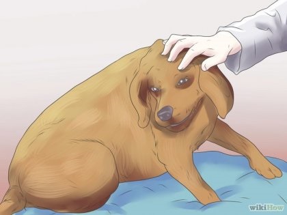 Hogyan segíthet a kutyádnak görcsök alatt?