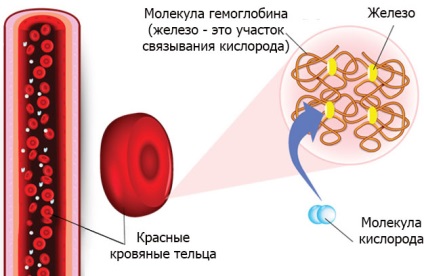 Cum să crească hemoglobina