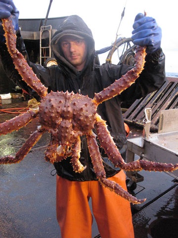 Cum să prindă un crab corect - crabi din Marea Neagră cum să prindă crabi și să gătească ...