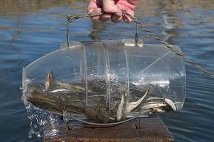 Cum să prindă un crab corect - crabi din Marea Neagră cum să prindă crabi și să gătească ...