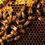 Cum de a preveni roșu de albine, afaceri agricole