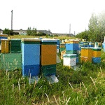 Hogyan lehet megakadályozni a méheket, a gazdálkodást?