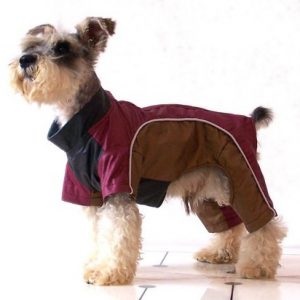 Cum de a obișnui un câine la haine, care este numele de haine pentru câini, de ce este necesar