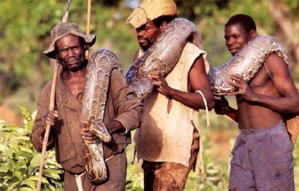 Ca și în Africa, vânătoarea pentru pythoni, mai proaspăt - cel mai bun Runet pentru zi!