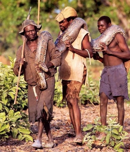 Ca și în Africa, vânătoarea pentru pythoni, mai proaspăt - cel mai bun Runet pentru zi!