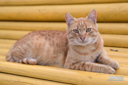 La fel ca în Bobruisk prinde animalele fără stomac Bobruisk - știri