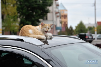 La fel ca în Bobruisk prinde animalele fără stomac Bobruisk - știri