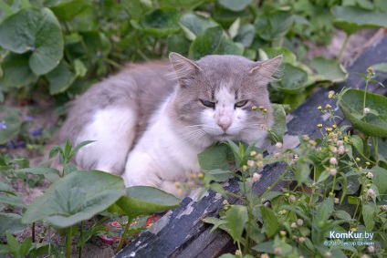 La fel ca în Bobruisk prinde animalele fără stomac Bobruisk - știri