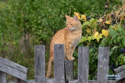 La fel ca în Bobruisk prinde animalele fără stomac Bobruisk - știri