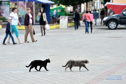 La fel ca în Bobruisk prinde animalele fără stomac Bobruisk - știri