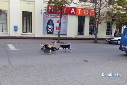 La fel ca în Bobruisk prinde animalele fără stomac Bobruisk - știri