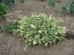 Cum să crească un ienupăr orizontal variegata (andorra variegata) pe site