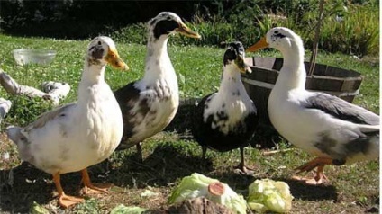 Cum să crești un dud pe foie gras