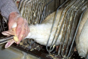 Cum să crești un dud pe foie gras
