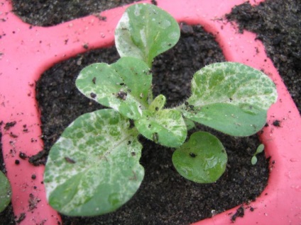 Hogyan lehet nőni a petunia palántákat otthon, kertészetben24