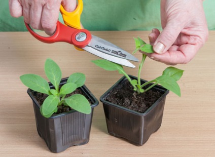 Cum să crească puieți petunia acasă, grădinărit24