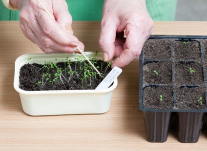 Cum să crească puieți petunia acasă, grădinărit24