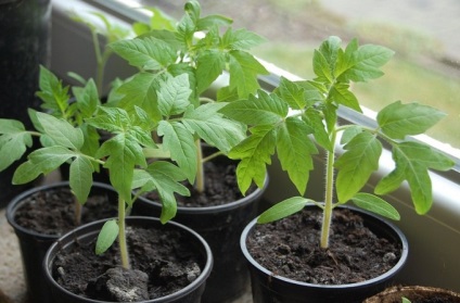 Cum să crească răsaduri sănătoase de tomate - grădină și grădină