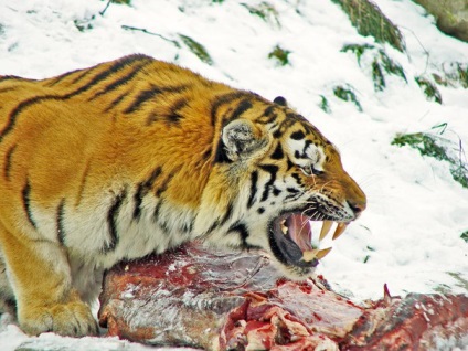 Cum supraviețuiște tigrul Amur?