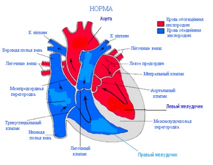 Cum funcționează toate acestea câteva cuvinte despre structura inimii și a departamentelor sale