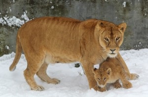 Zoo din Kaliningrad