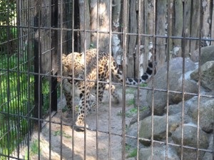 Zoo din Kaliningrad